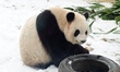 A giant panda is eating bamboo in the snow at Beijing Zoo in Beijing, China, on February 2...