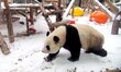 A giant panda is playing in the snow at the Beijing Zoo in Beijing, China, on February 21,...