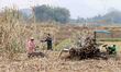 Farmers are cutting sugarcane in a field in Longshan village, Daliang Town, Rong'an County...