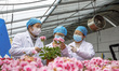 A staff member at the East China Sea Agricultural Experimental Station of the Chinese Acad...