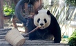 A giant panda is eating bamboo shoots at the Beijing Zoo in Beijing, China, on February 29...