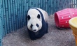 A giant panda is walking at the Beijing Zoo in Beijing, China, on February 29, 2024. 
