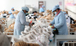 Workers at a toy export enterprise are producing plush toys for export in Lianyungang, Chi...