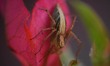 A Lynx spider is sitting on a flower in a garden in the Nagaon district, approximately 155...