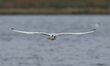 A Black-headed Gull is flying at RSPB Rainham Marshes Nature Reserve in Rainham, Essex, on...