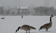 EDMONTON, CANADA - MARCH 21:Early-arrived Canadian geese are seen in a snow-covered field...