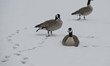 EDMONTON, CANADA - MARCH 21:Early-arrived Canadian geese are seen in a snow-covered field...