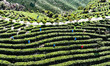 Tea farmers are picking tea at a tea plantation in Yichun, China, on March 26, 2024. 