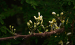 The moringa tree (Moringa oleifera) is cultivated in tropical and subtropical regions and...