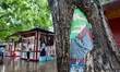 A scarred tree is depicted with a cartoon drawing of the elements of the Big Wild Goose Pa...