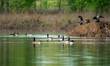 Canada geese and double-crested cormorants are being seen at the Oxbow Nature Conservancy...
