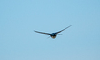 A tree swallow is flying at the Oxbow Nature Conservancy in Lawrenceburg, Indiana, on May...