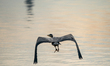 A blue heron is flying at the Oxbow Nature Conservancy in Lawrenceburg, Indiana, on May 1,...