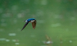 A tree swallow is flying during a morning rain at the Oxbow Nature Conservancy in Lawrence...