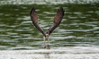 An osprey is taking a fish from the water at the Oxbow Nature Conservancy in Lawrenceburg,...