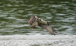 An osprey is taking a fish from the water at the Oxbow Nature Conservancy in Lawrenceburg,...