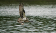 An osprey is taking a fish from the water at the Oxbow Nature Conservancy in Lawrenceburg,...