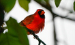 A male cardinal is perching just after sunrise at the Oxbow Nature Conservancy in Lawrence...