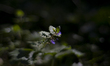 Ground ivy is seen in a park in Warsaw, Poland on 13 May, 2204. 