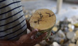 A section of a plantation-grown Aquilaria tree is being treated to produce agarwood in Nag...
