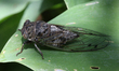 A dog-day cicada (Tibicen canicularis) is sitting on a leaf in Toronto, Ontario, Canada, o...