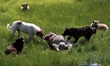 Stray dogs are eating a dead sheep in a paddy field on a hot summer day in Sopore District...
