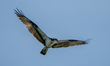 An osprey is hunting for fish just after sunrise at the Oxbow Nature Conservancy in Lawren...