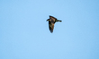 An osprey is hunting for fish just after sunrise at the Oxbow Nature Conservancy in Lawren...