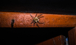 Huntsman spiders (Heteropoda venatoria) are a species of large spiders in the family Spara...