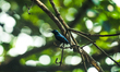 The Purple Sunbird (Cinnyris asiaticus) is a small bird, measuring about 10 centimeters, i...