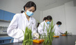 Agricultural technicians are taking samples of rice seedlings in a laboratory at Baima Lak...