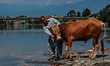 Abdul Rashid, 57, is trying to give water to his dehydrated sick ox near the River Jhelum...