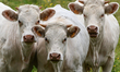HOTTOT-LES-BAGUES, FRANCE - JUNE 13: A herd of young bulls grazes in a farm field near Ho...
