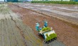 An unmanned rice transplanter is performing an intelligent rice transplanting operation in...