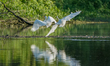 A great egret is flying just after sunrise at the Oxbow Nature Conservancy in Lawrenceburg...