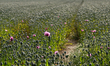 CAEN, FRANCE - JUNE 27: Field with poppies in their early stages of growth near Caen, see...