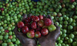 A labourer is displaying plums after harvesting in an orchard on the outskirts of Srinagar...