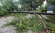 A fallen tree is being seen at the intersection of Westcott St. and Memorial Dr. in Housto...