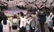 Young couple with their infant take their selfie in front of cherry blossom at Ueno park i...