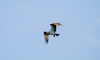 An osprey is hunting for fish just after sunrise at the Oxbow Nature Conservancy in Lawren...