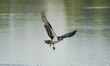An osprey is hunting for fish just after sunrise at the Oxbow Nature Conservancy in Lawren...