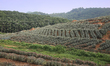 Pineapple plantation fields are growing in Laha, Pathanamthitta, Kerala, India, on April 0...