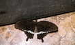 A Common Mormon (Papilio Polytes) butterfly is sitting on the floor in a house in Tehatta,...