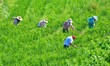 Villagers are working at a ginger planting base in Taoling village in Anqing, China, on Au...