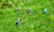 Villagers are working at a ginger planting base in Taoling village in Anqing, China, on Au...