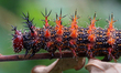 Question Mark Butterfly (Polygonia interrogationis) caterpillar in Toronto, Ontario, Canad...