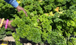 A woman harvests parsley growing at a farm in Markham, Ontario, Canada, on August 10, 2024...