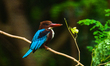 A White-throated Kingfisher (Halcyon smyrnensis) was seen sleeping with its white eyelids...