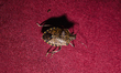 The brown marmorated stink bug (Halyomorpha halys) is an insect in the family Pentatomidae...