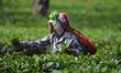 A tea garden worker plucks tea leaves at a tea garden in Nagaon district of Assam, India,...
